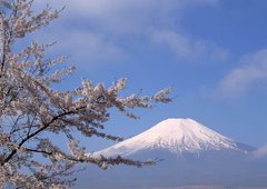 Sakura pe fundalul lui Fuji