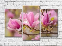 Flori mari de magnolie roz