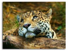 Leopardul se plictisește