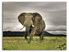 Слон Африки