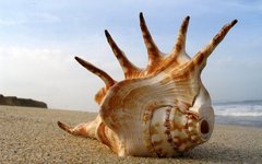 Shell pe plajă