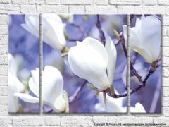 Ramă de magnolie albă pe fundal liliac1