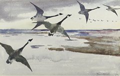 Канадские гуси, 1895 г.