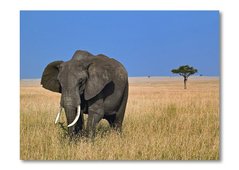 Elefant în savană