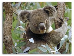 Koala în frunziș de eucalipt