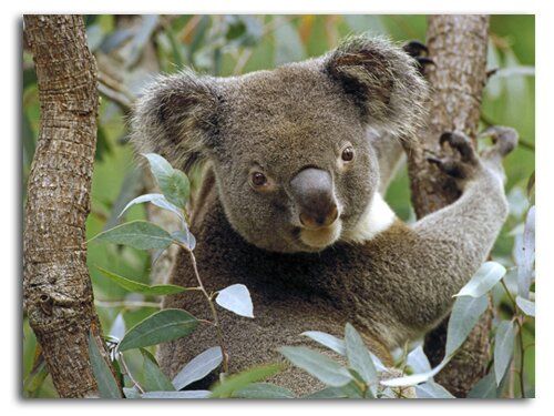 Koala în frunziș de eucalipt