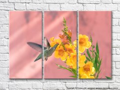 Pasăre colibri și crenguță de frezie galbenă pe fundal de piersici