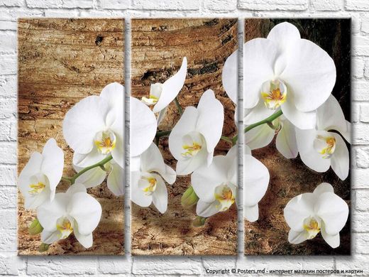 Ветка белой орхидеи на древесном фоне