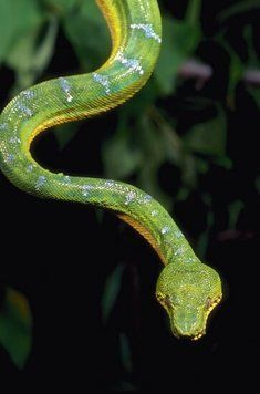 Reptile_26