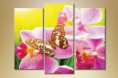 Триптих Орхидеи 4