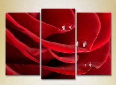 Triptic Picături pe un trandafir roșu_01