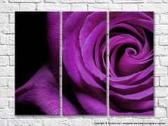 Trandafir violet pe fundal negru