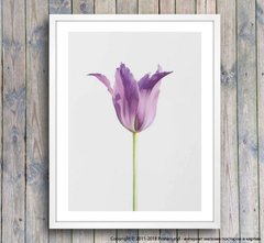 Постер фиолетовые тюльпан, фото