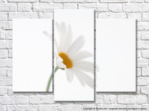 Floare de mușețel pe fundal alb