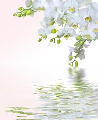 Фотообои Белая орхидея отражается в воде