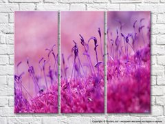 Фиолетовые тычинки розового цветка