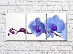 Сиреневая ветка орхидеи