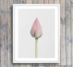 Poster lotus roz moale, foto