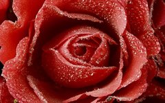 Фотообои Капли на красной розе