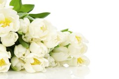Фотообои Белые тюльпаны