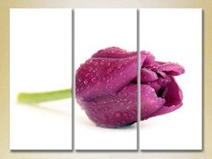 Триптих Фиолетовый тюльпан_01