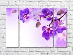 Фиолетовые цветки и бутоны на ветке орхидеи