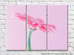 Розовый цветок герберы на розовом фоне
