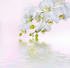 Fototapet Orhidee albă și apă