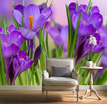 Crocusuri mov pe un fundal de iarbă verde