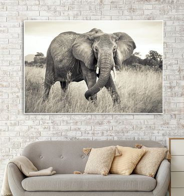 Африканский слон в саванне, сепия
