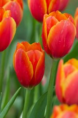 Фотообои Красно-желтые тюльпаны