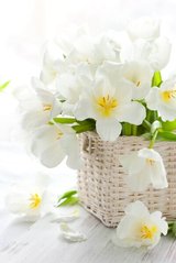 Фотообои Белые тюльпаны в корзине