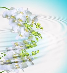 Фотообои Белая орхидея в воде