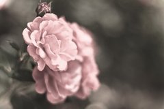 Fototapet Trandafiri roz pal