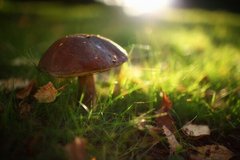 Фотообои Осенний гриб в лучах солнца