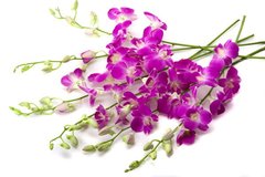 Фотообои Ветки сиреневой орхидеи