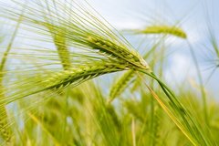 Фотообои Колоски пшеницы на фоне неба