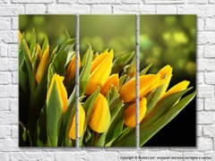 Желтые тюльпаны покрытые россой