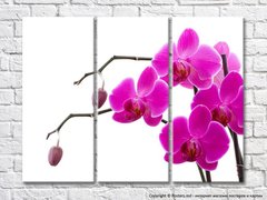 Фиолетовые цветки орхидеи на ветках с бутонами