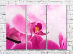 Розовый цветок орхидеи крупным планом