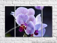 Сиреневая орхидея на темном фоне