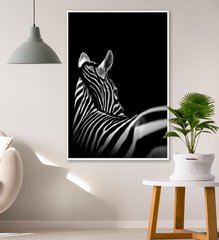 Зебра, монохром, на черном фоне