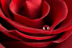 Fototapet Trandafir roșu și picătură de apă