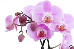 Фотообои Ветка сиреневой орхидеи на белом фоне