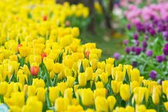 Фотообои Желтые тюльпаны