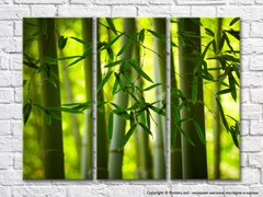 Frunze de bambus pe fundalul trunchiurilor