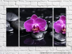 Flori de orhidee violet pe un fundal negru cu pietre