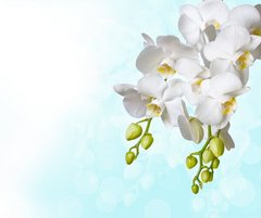 Фотообои Белая орхидея