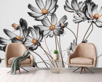 Flori cosmos monocrome pe un fundal gri