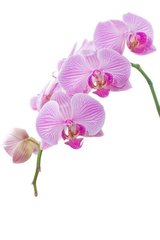 Fototapet Ramă de orhidee liliac